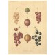 Flax Art Poster | Encyclopedia Fruit B | FWP-AP-EN3B